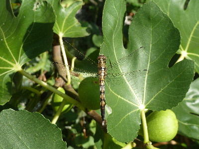 イチジクとトンボ