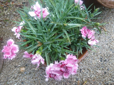 母の日のカーネーション