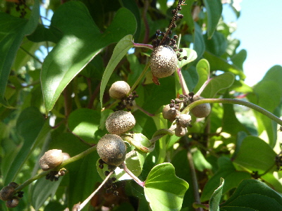 台風前のムカゴ