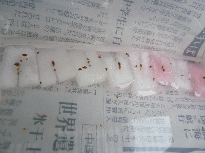 タッパーで種まき