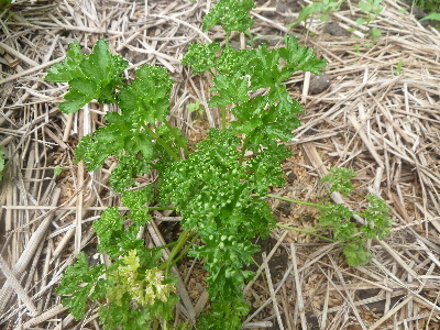 パセリの苗販売