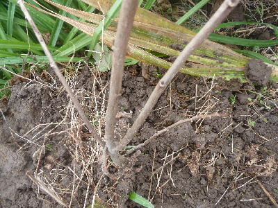 ポポーの植え替え