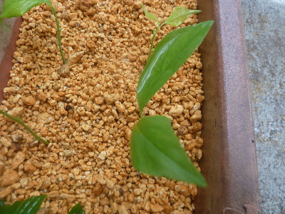 すももの挿し木