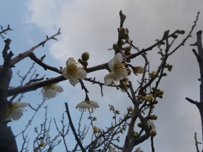 梅の花
