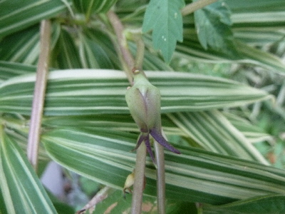 成長不良の夕顔