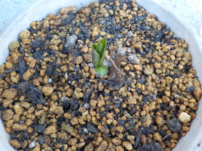 アジサイの鉢上げ