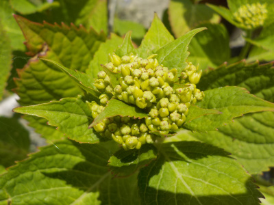 紫陽花の蕾なんてない