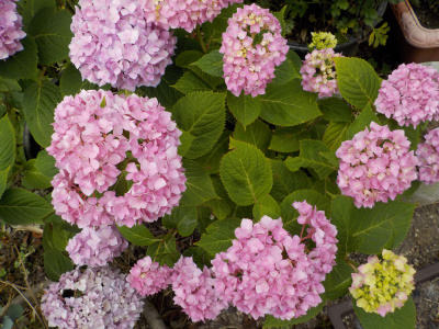 霧島の恵みピンクバージョン