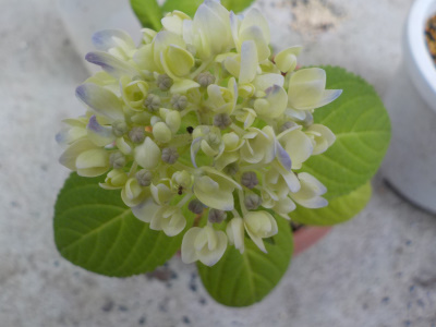 小さい霧島の恵みは白い