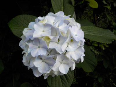 普通のアジサイ