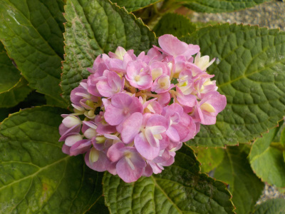 10月のアジサイ