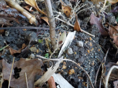 アジサイを地に降ろす