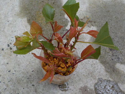 ペットボトルで杏子の挿し木