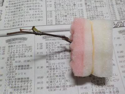パラのスポンジ挿し木