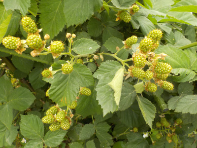 鈴なりのブラックベリー