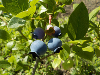 美味しいブルーベリー