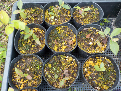 ブルーバリーの挿し木