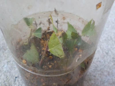 ブルーベリーの密閉挿し木