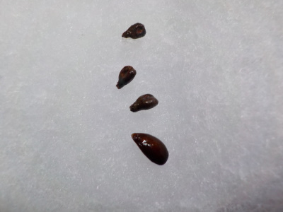 マスカットの種を水耕栽培