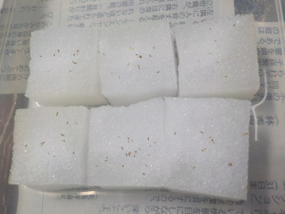 カモミールの水耕栽培