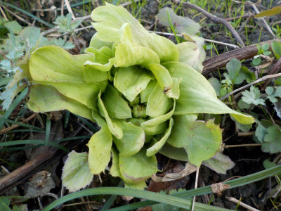 苦いふきのとう