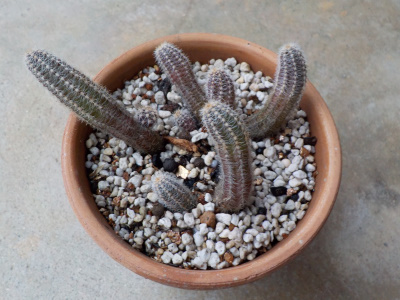 寒くて枯れそうなサボテン