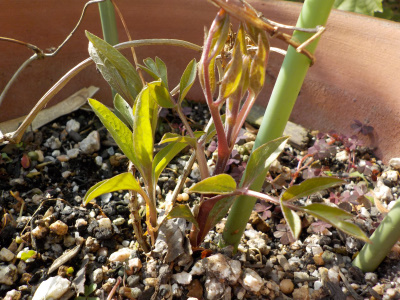 クレマティスの新芽