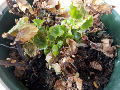 ベゴニアかな？