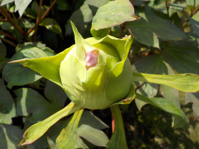 ボタンぼ蕾　ピンク