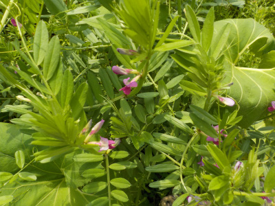 カラスノエンドウは外来種