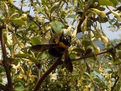 グミとクマンバチ