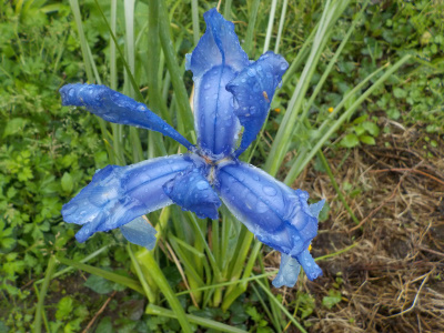 ダッチアイリス