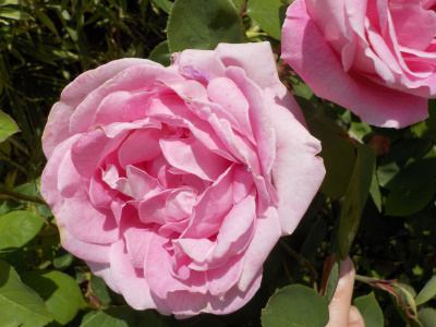 重たいバラは不評かも