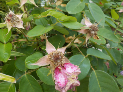 枯れ朽ちていく薔薇