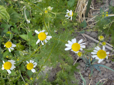 カモミール畑はいい匂い