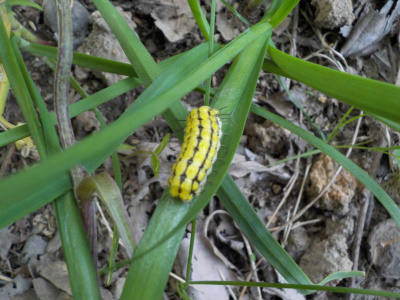 草抜きで毛虫の被害に合わないようね