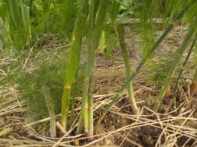 茂みの中のアスパラガス