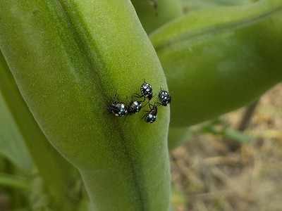 そら豆ゾウムシ