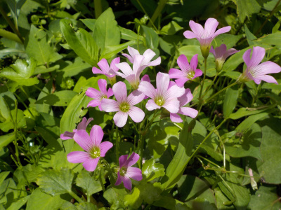 ピンクのカタバミ