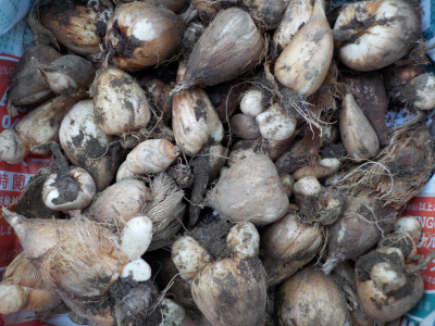 フリージアの芋ほり