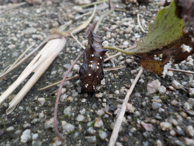 金色の点があるサナギ