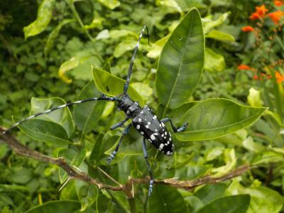 ゴマダラカミキリ逃走