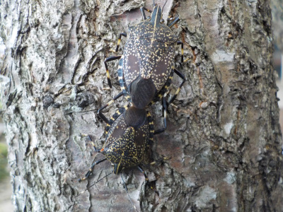 カメムシの雄と雌