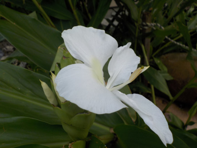 ミョウガではないハナシュクシャ