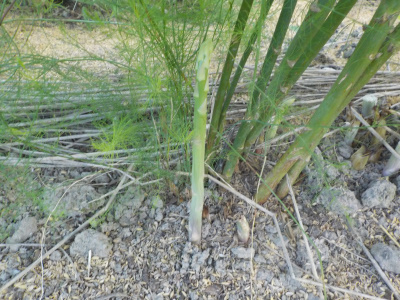 アスパラ飽きた