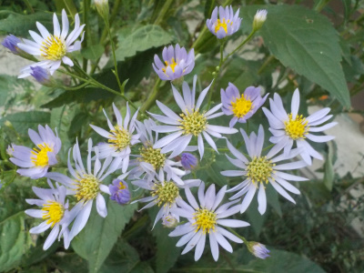 9月青いシオンの花