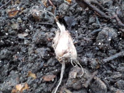 フリージアの球根