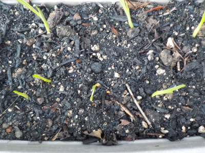 ギュウギュウのフリージア