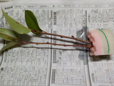 ドウザンツツジの水挿し木