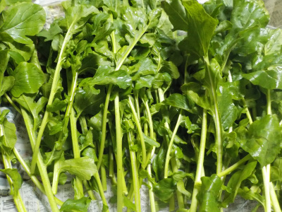 食欲をそそるルッコラ